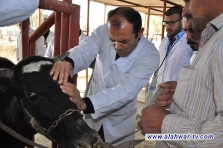 مدير بيطرة ذي قار: لا تهويل.. الحمى القلاعية ليست أخطر من الحمى النزفية