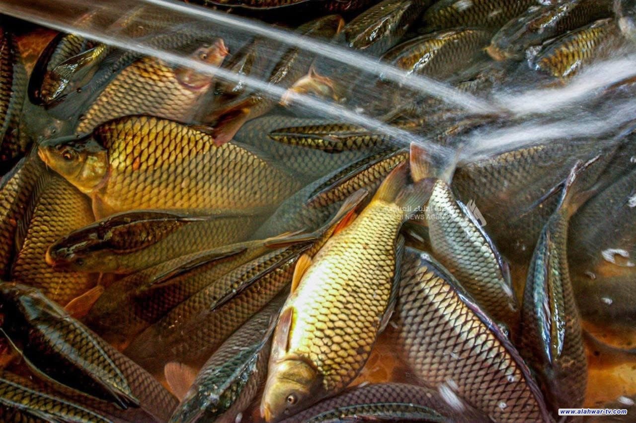 فيروس الهربس يفتك بالأسماك في ذي قار أزمة بيئية واقتصادية تهدد الأمن الغذائي