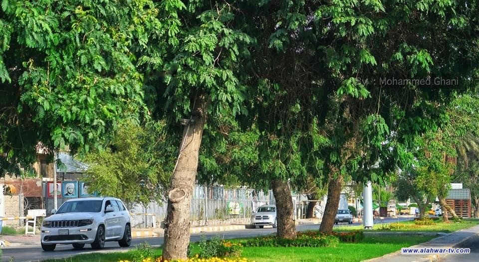 ذي قار تطمح لزراعة مليون شجرة في الأول من تشرين المقبل