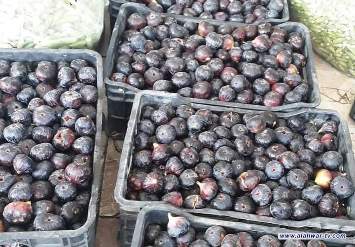 الديوانية.. قضاء السنية يحقق رقماً غير مسبوق بإنتاج التين