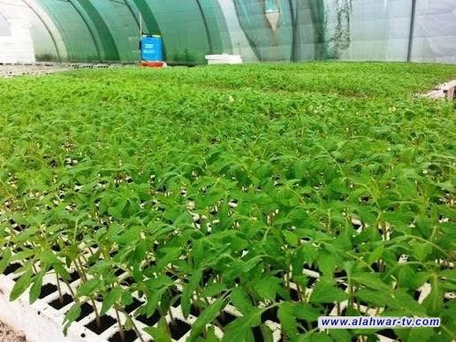 وزارة البيئة تخصص 15 ألف شتلة لتشجير طريق ياحسين الأسبوع المقبل وسط الناصرية