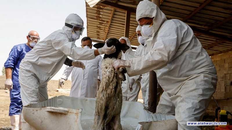 ارتفاع في إصابات ووفيات الحمى النزفية في ذي قار