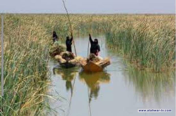 وزارة الموارد: الأمطار الأخيرة زادت الخزين المائي وأنعشت أهوار الجنوب