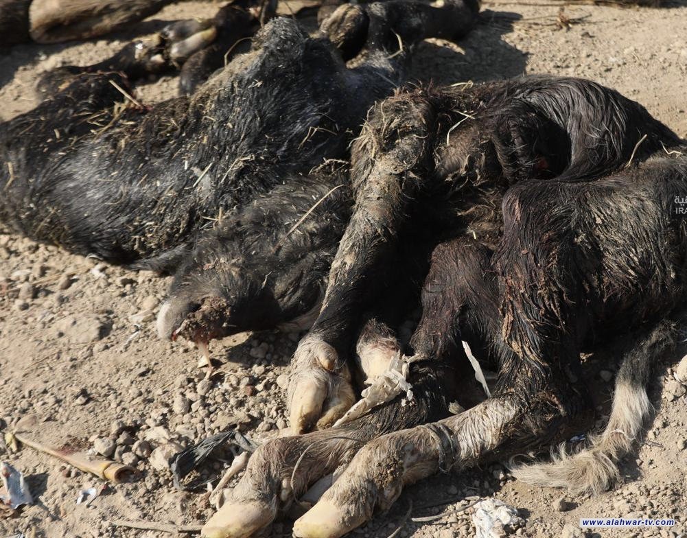 الزراعة تعلن القضاء على البؤر الرئيسة لمرض الحمى القلاعية