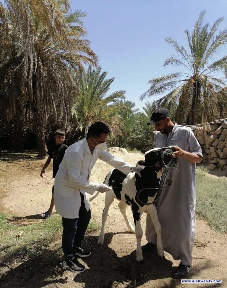 المستشفى البيطري في ذي قار يطلق حملة تلقيح ضد مرض الحمى القلاعية