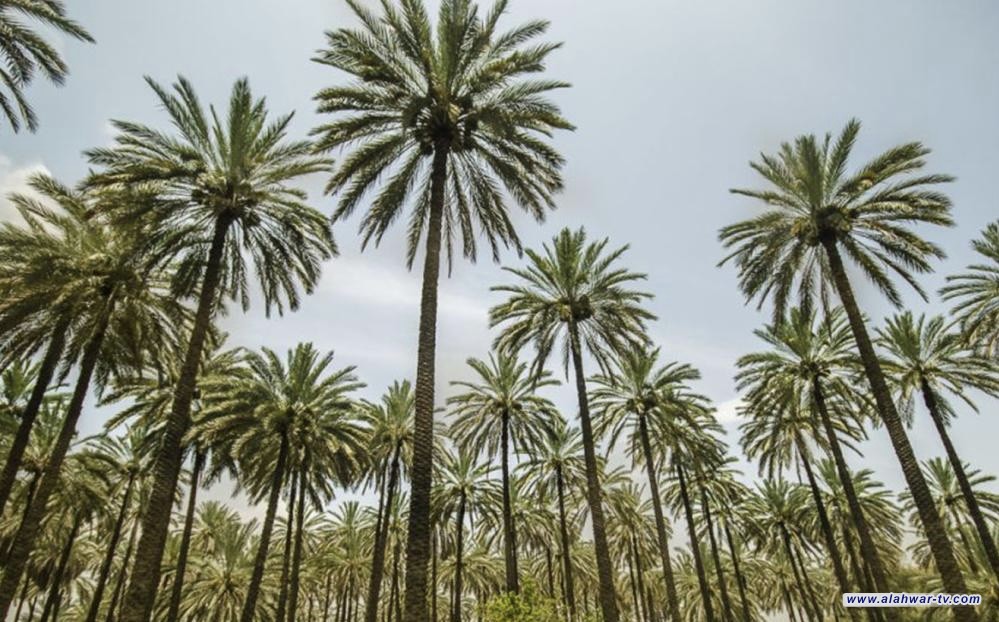 العراق يحتل المركز الأول عالمياً بعدد النخيل