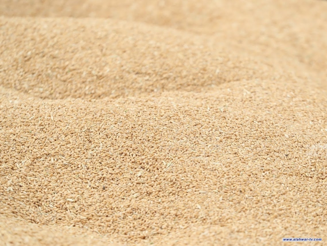 التجارة تنفي المزاعم بشأن وجود  حنطة مسمومة  وتؤكد سلامة الخزين والمنتج المحلي