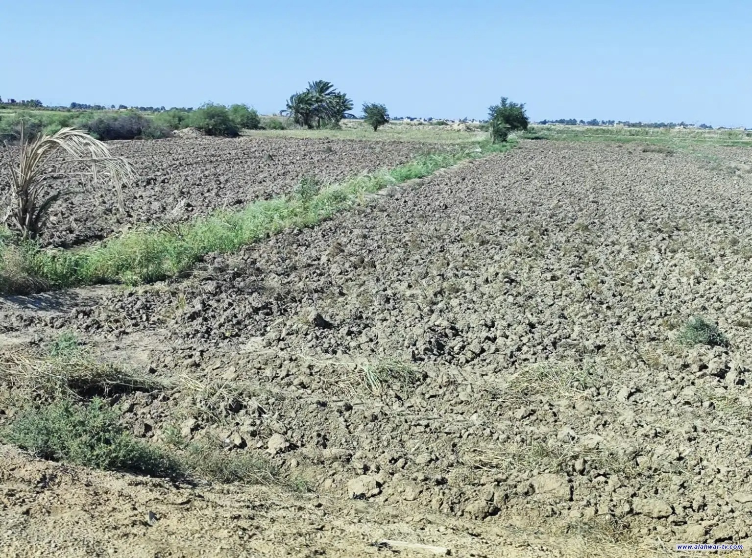 اتحاد الفلاحين: غياب الخطة الزراعية يهدد لقمة عيش آلاف الأسر في ذي قار