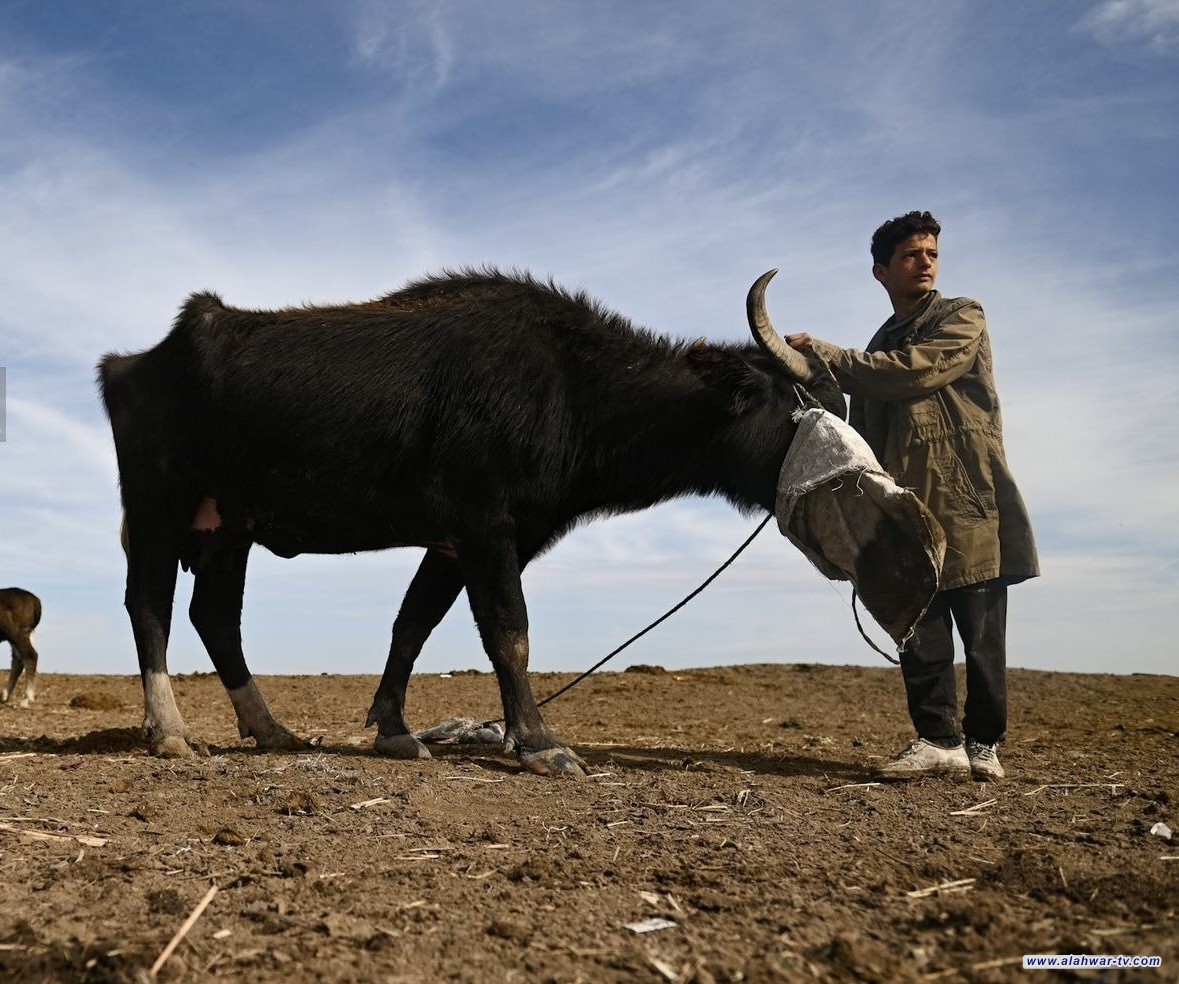 الزراعة تؤكد امتلاك رصيد كافٍ من اللقاحات البيطرية وتكشف مسارات توريد جديدة