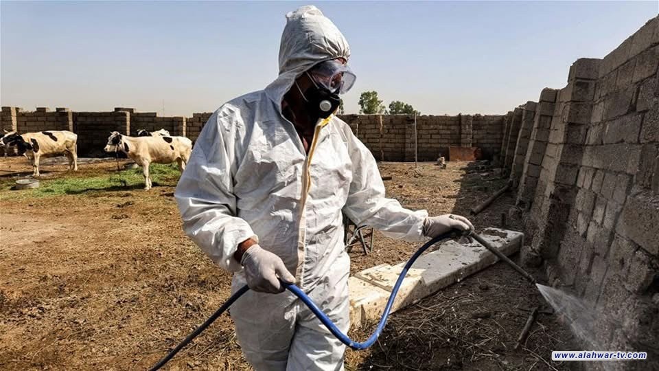 المستشفى البيطري في ذي قار: شفاء 90% من الماشية المصابة بحمى القلاعية