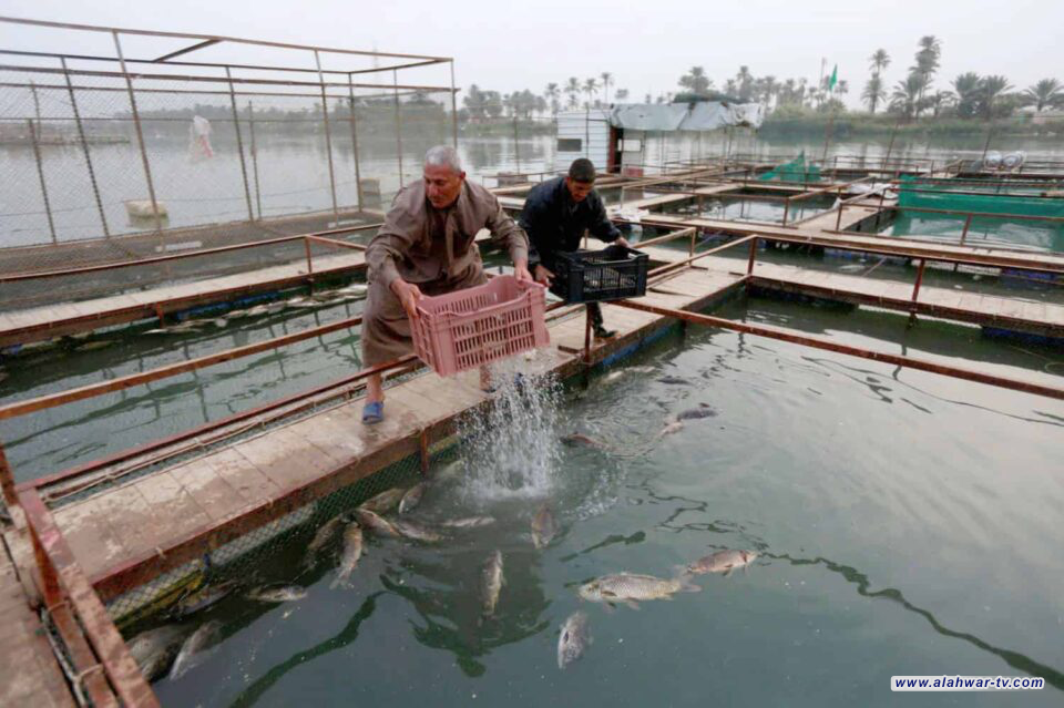 ذي قار تردم 55 بحيرة أسماك متجاوزة وتواصل حملتها ضد التجاوزات المائية