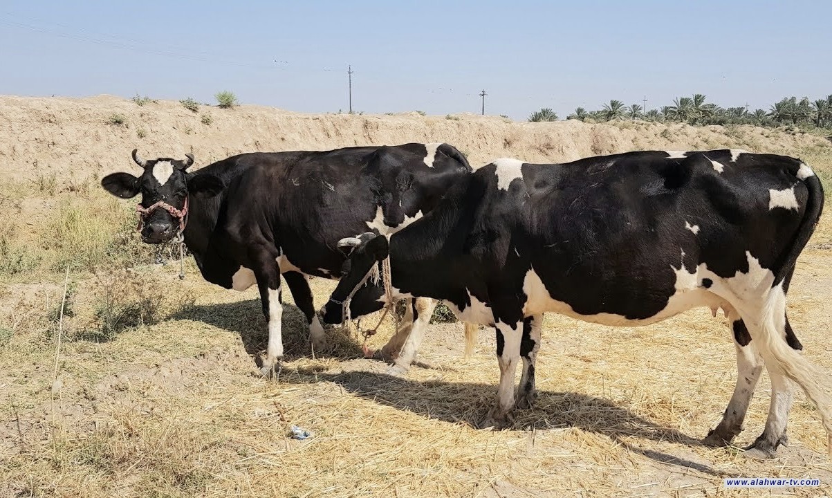 دائرة البيطرة تؤكد سلامة المواشي المستوردة من البرازيل