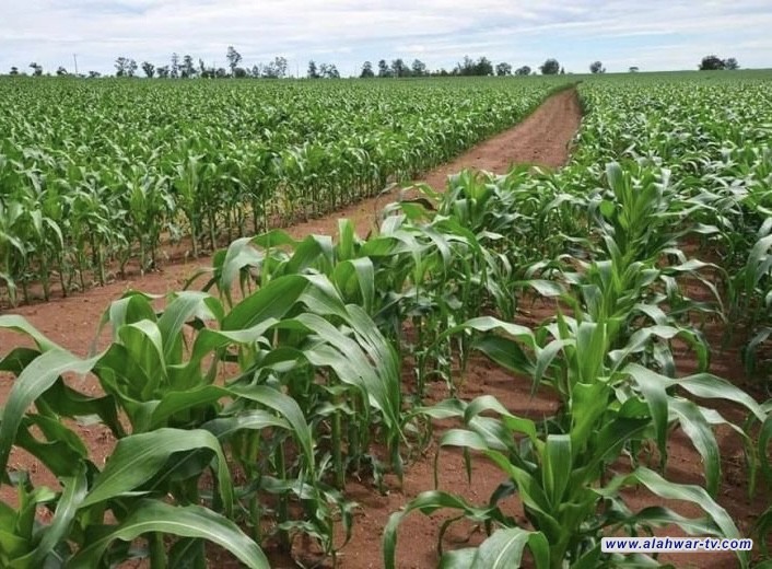 الزراعة: الشهر المقبل ستحدد مساحة الخطة الزراعية الصيفية
