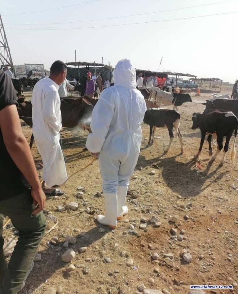 المستشفى البيطري في ذي قار ينفذ حملة لرش علوة بيع المواشي في الناصرية بالتزامن مع قرب حلول عيد الاضحى والتي تشهد الاقبال على بيع وشراء المواشي
