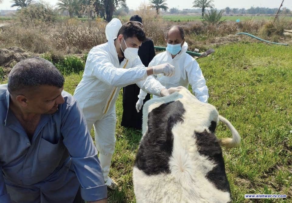 المستشفى البيطري في ذي قار يعلن عن فتح الحظر أمام نقل المواشي داخلياً