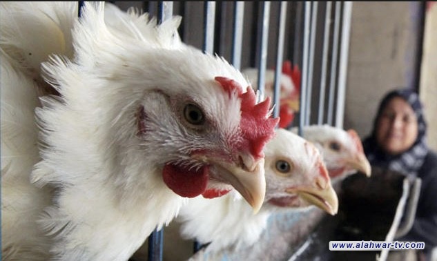 العراق يحظر إستيراد الدواجن بعد تسجيل إصابات بانفلونزا الطيور في إيران