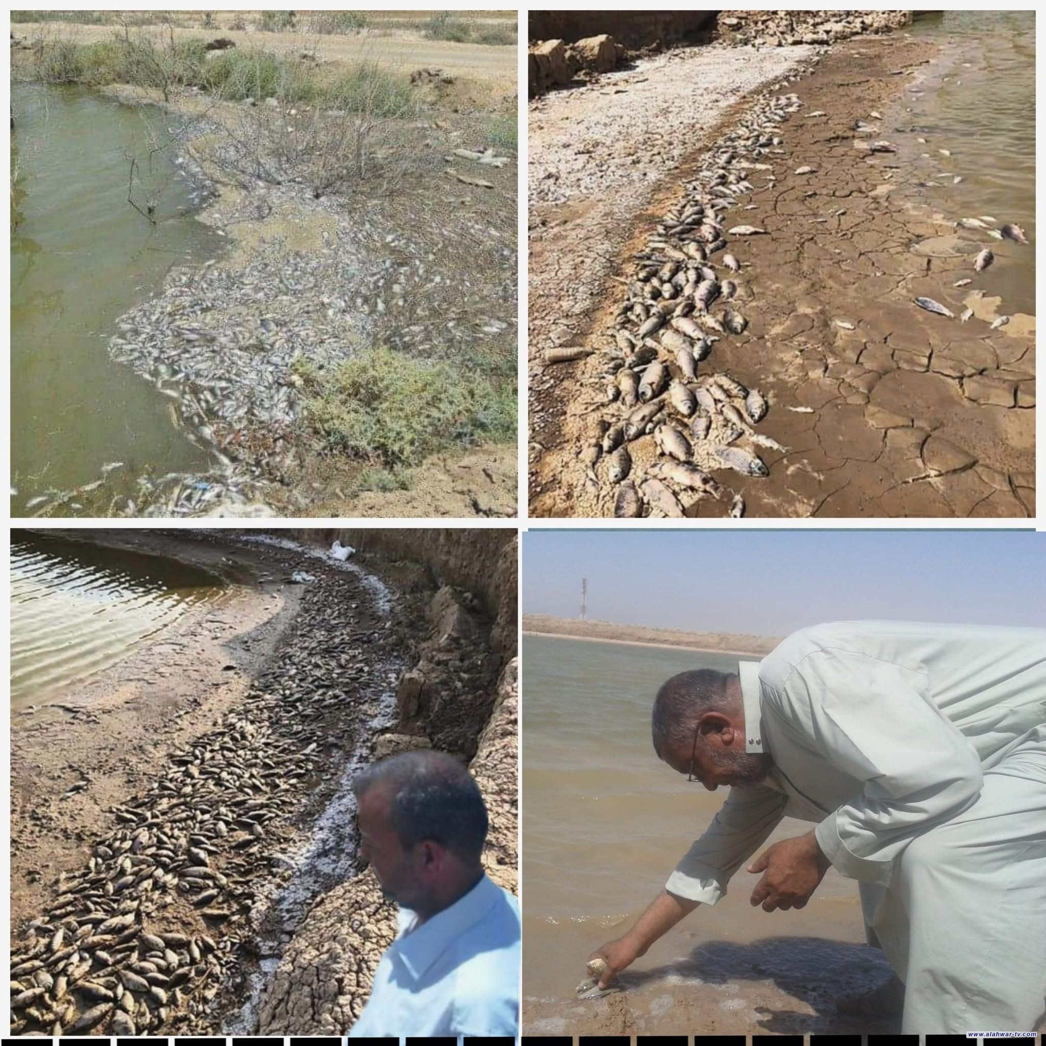 الزراعة: تشكيل لجان لحصر أضرار الثروة السمكية نتيجة تلوث المياه