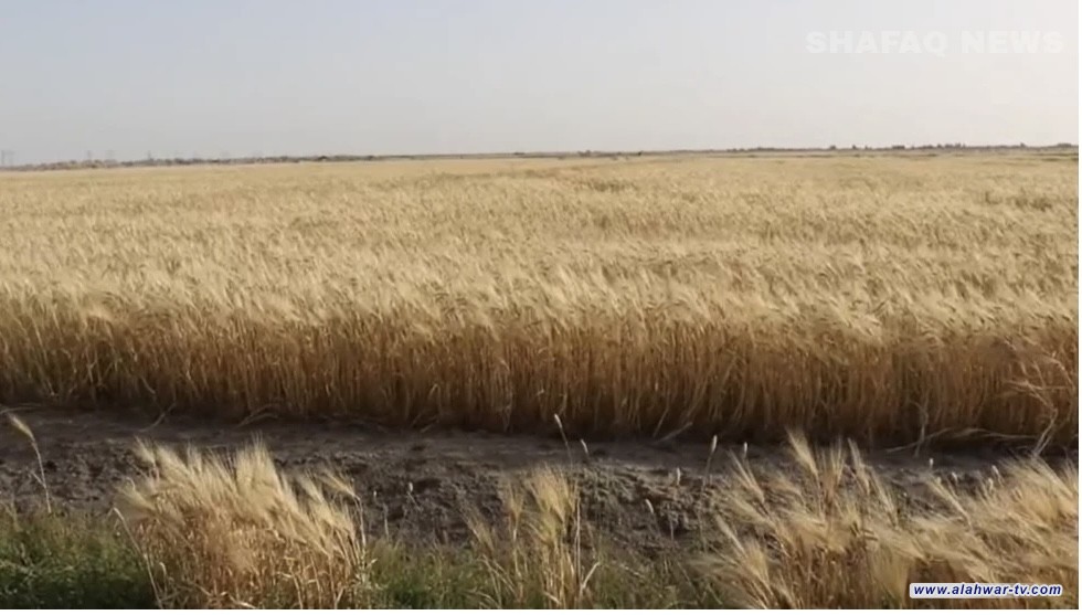 فلاحو الشريفية في ذي قار: مستثمر مجهول يصادر الأراضي بـكتب مزورة