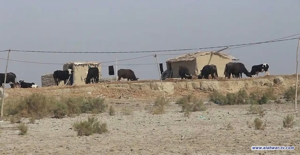 خطة إنقاذ معيشية في ذي قار: إجراءات حكومية لتعويض خسائر العطش والجفاف