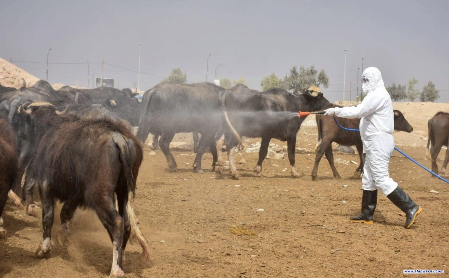 إجراءات احترازية مشددة في ذي قار لمواجهة الحمى النزفية خلال موسم العيد
