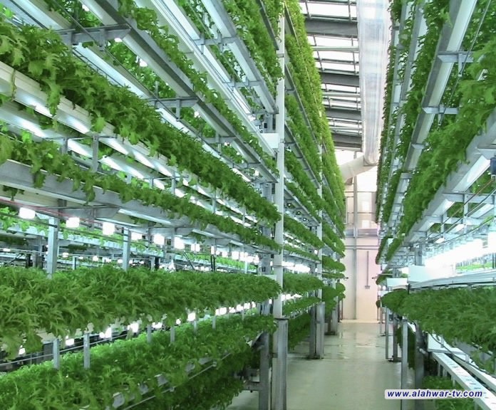 من دون تربة ومبيدات.. خطة لاعتماد الزراعة العمودية في العراق