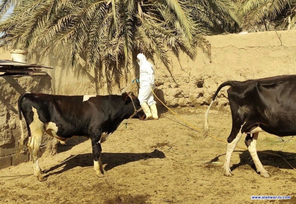 حملة خريفية في ذي قار لمكافحة القراد ورش المواشي لحمايتها من الأمراض