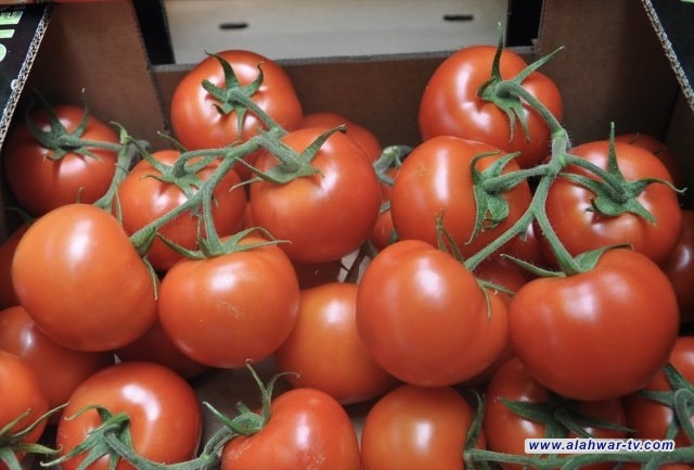 الزراعة تعزو ارتفاع أسعار الطماطم إلى غياب الإنتاج