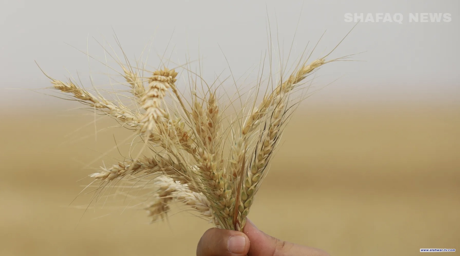 شح المياه يعصف بالحنطة العراقية والزراعة: الظروف غير مستقرة