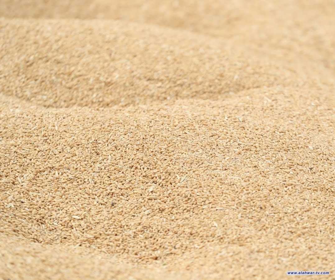 وزارة التجارة تعلن جاهزيتها الكاملة لانطلاق موسم تسويق الحنطة