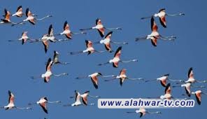 الطيور المهاجرة تفقد ملاذها الآمن في أهوار الجبايش بسبب الجفاف والتلوث