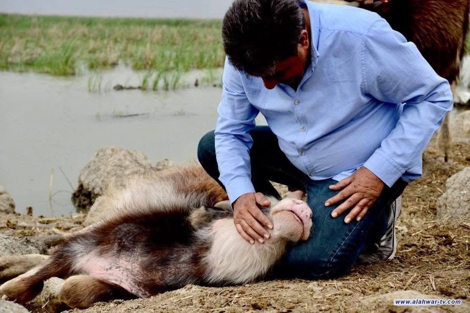الجبايش.. رداءة المياه تفتك بمواشي الأهوار