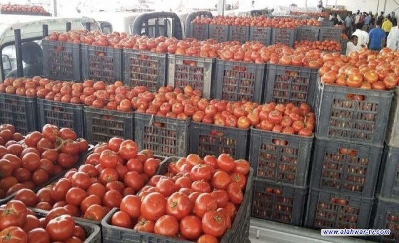 مزارعو الناصرية يوزعون الطماطم مجاناً