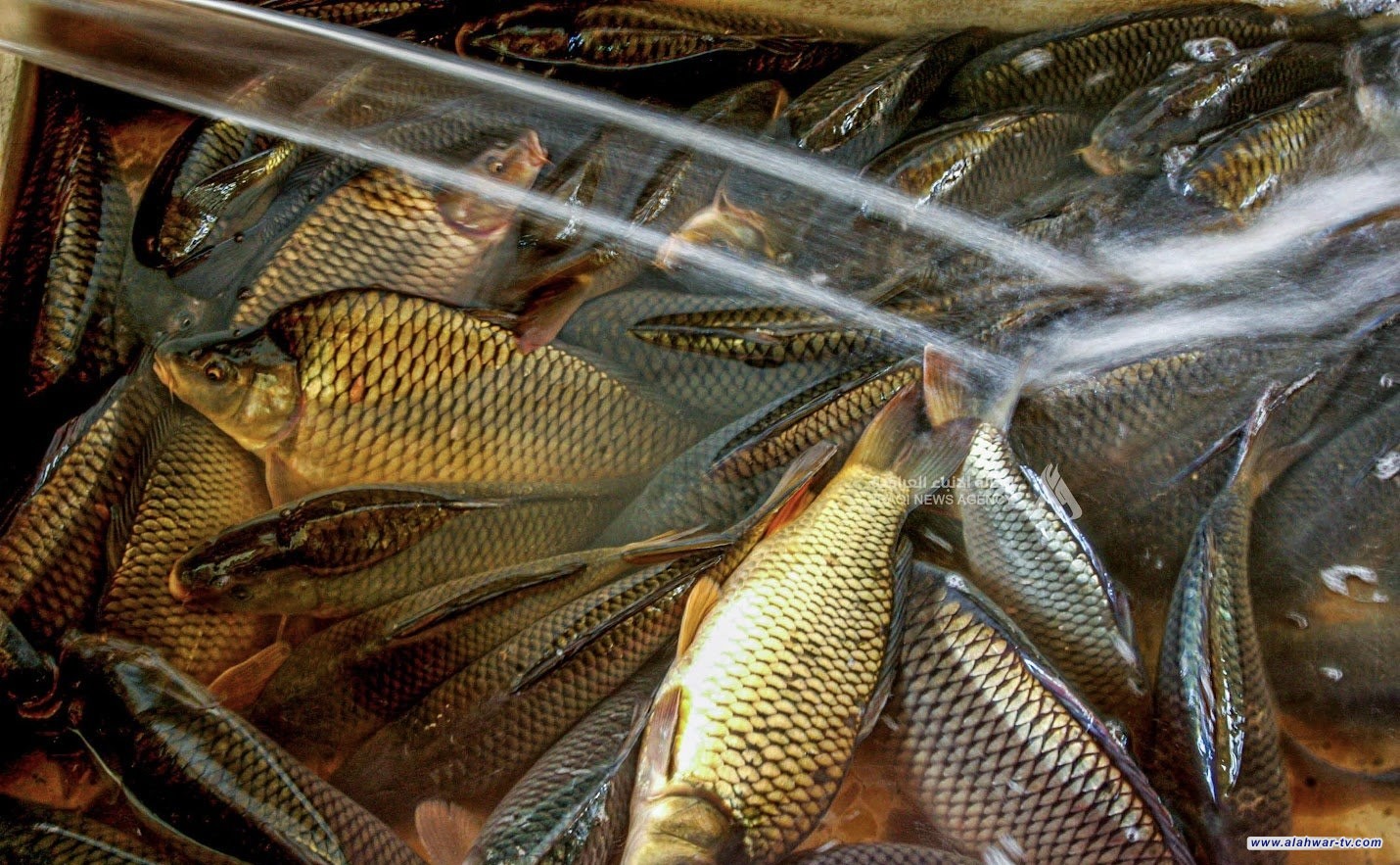 الزراعة تحدّد فترة منع صيد الأسماك والمناطق المحظورة وعقوبات المخالفين