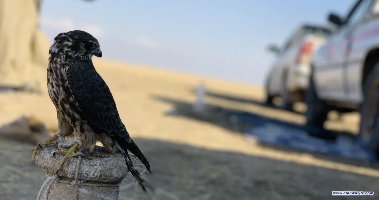 بحوزته صقر. القبض على كويتي في بادية المثنى