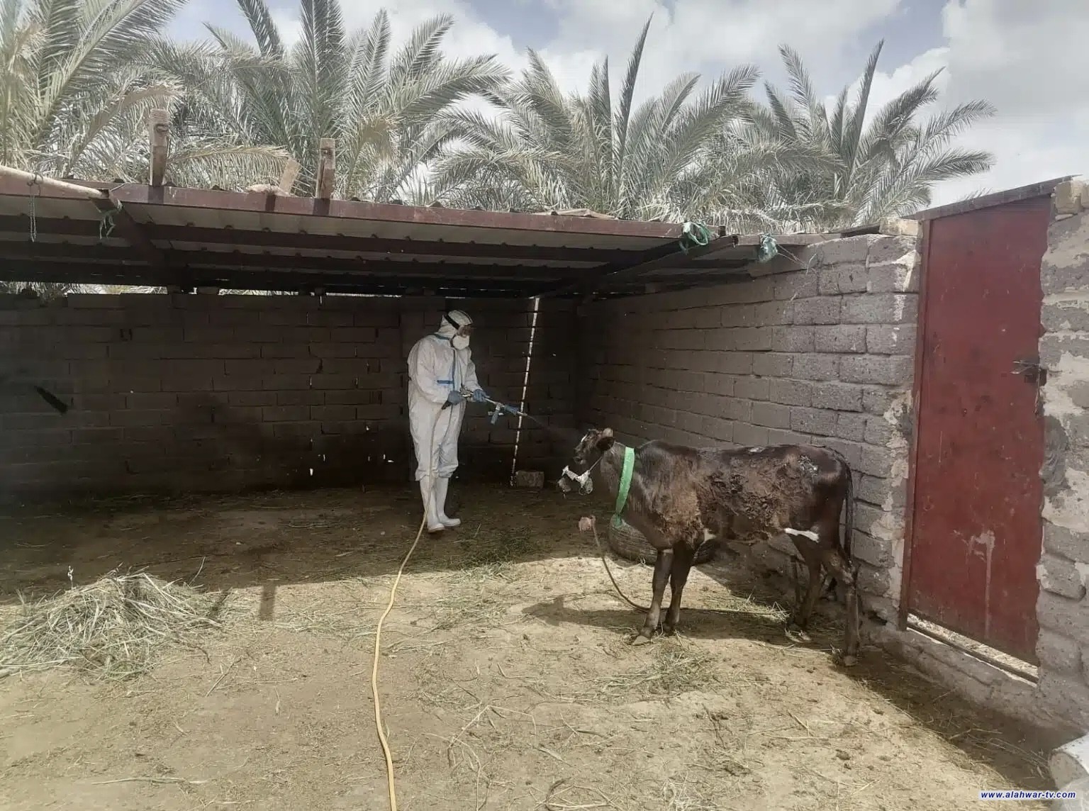 فرق بيطرية تحتوي بؤرة إصابة بالحمى النزفية في قضاء سيد دخيل وتنفذ حملة رش وتوعية