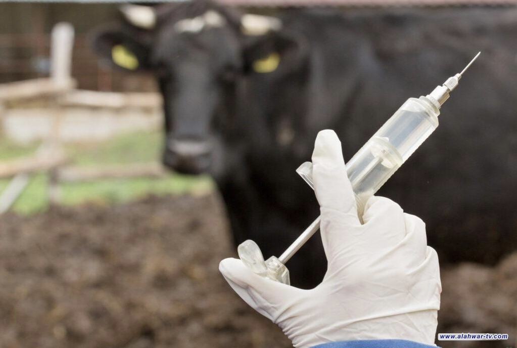 تلقيح أكثر من 61 ألف رأس بقر وجاموس ضد مرض الحمى القلاعية في الناصرية