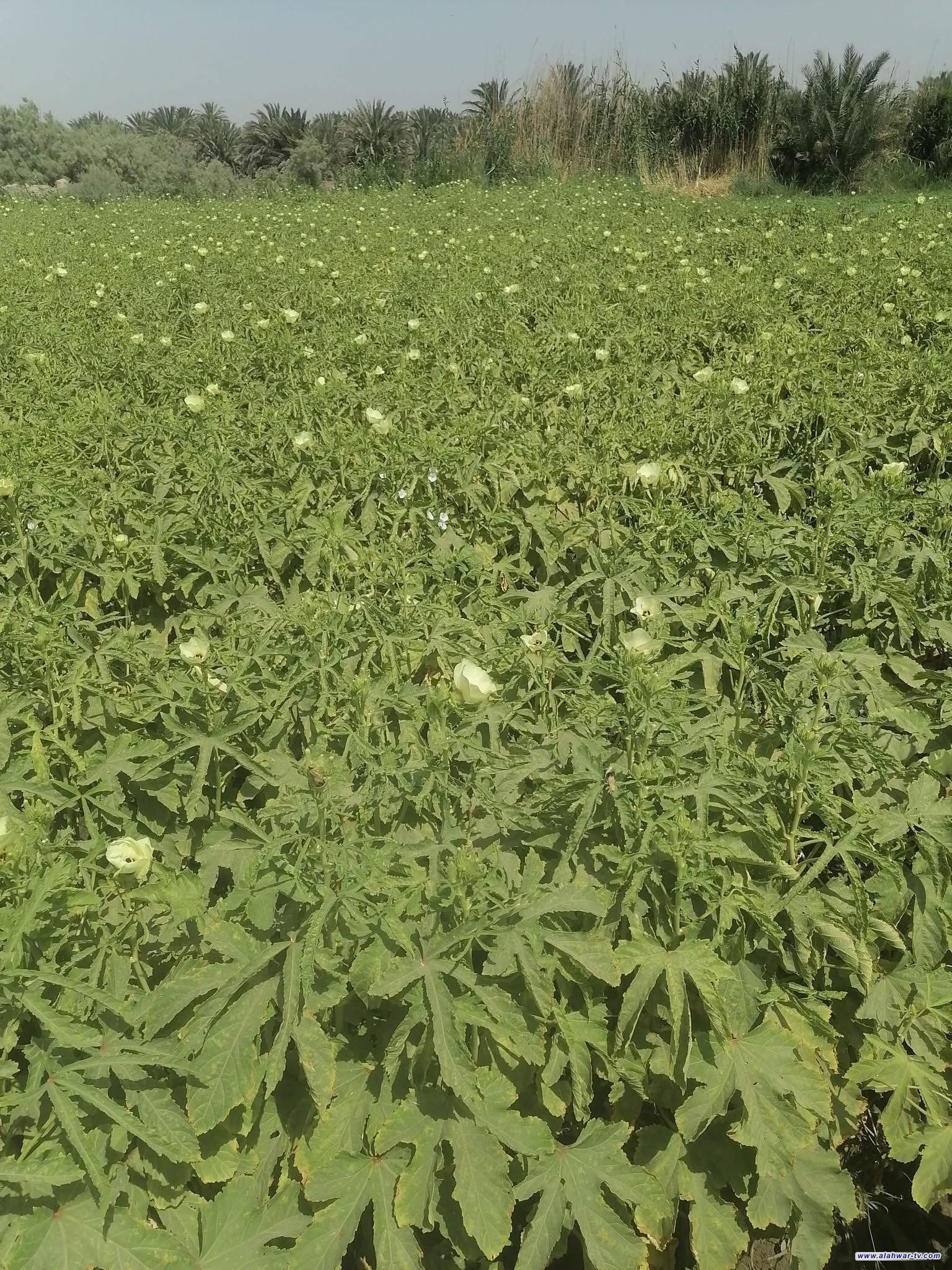 زراعة ذي قار: إدراج 48 ألف دونم ضمن الخطة الموسم الزراعي من البستنة ومحاصيل الخضروات