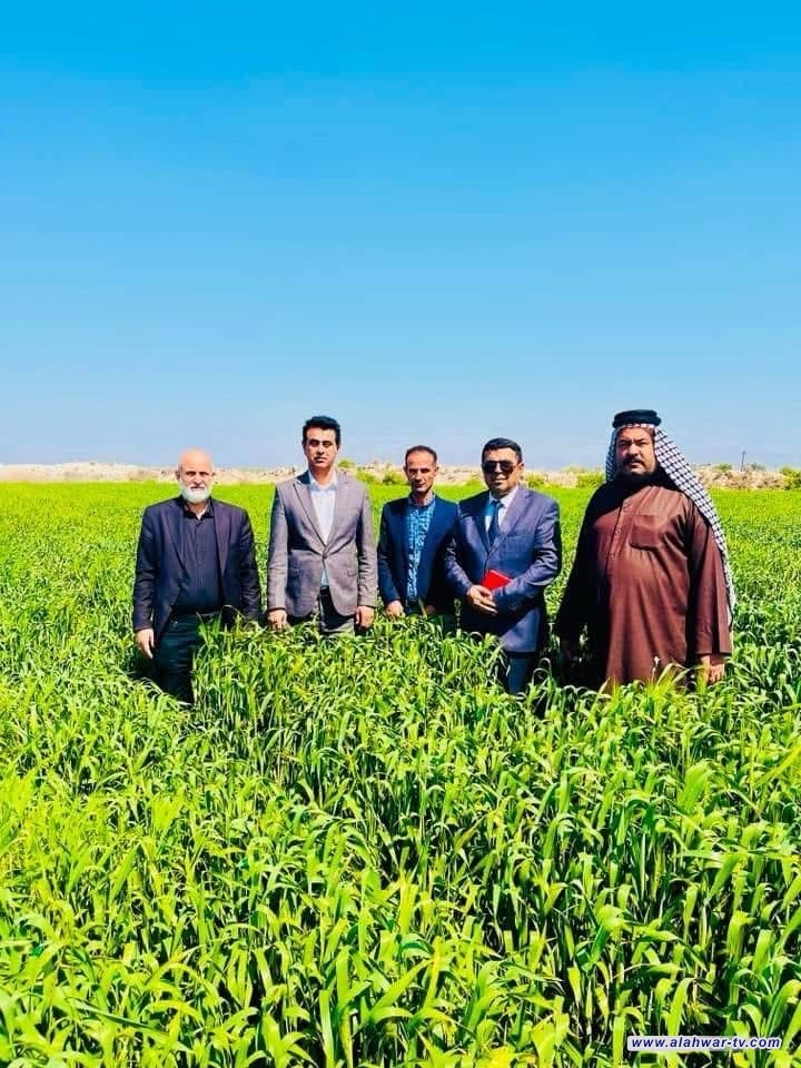 زراعة ذي قار: إكمال الاستعدادات لحصاد 295 ألف دونم لمحصولي الحنطة والشعير