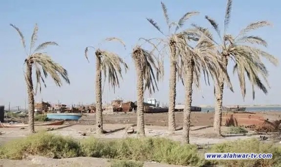 زراعة ذي قار: لا إصابات بسوسة النخيل في ناحيتي الفجر والشطرة