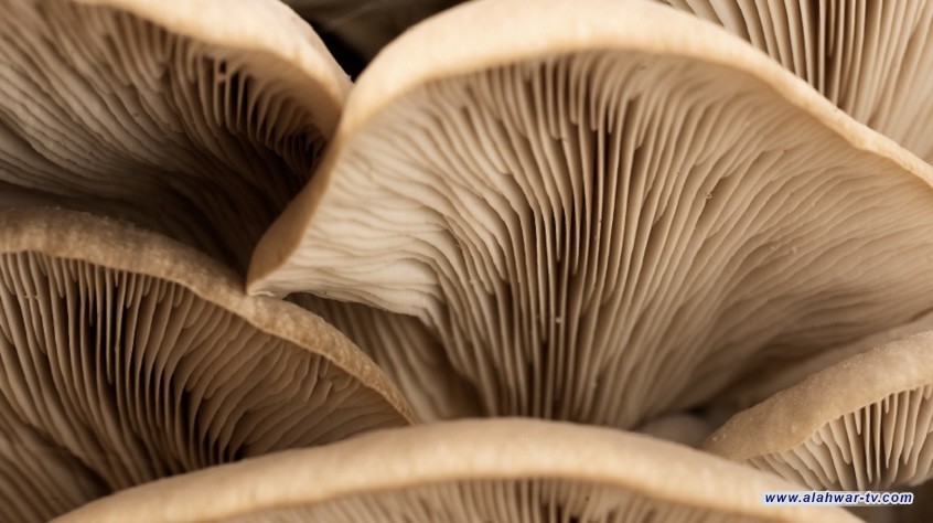 علماء يكتشفون المادة الأكثر مرارة على الإطلاق