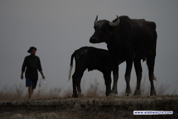 النزوح أو البقاء على حد الكفاف.. هذا ما فعله التغيير المناخي بمربي الجاموس في ذي قار