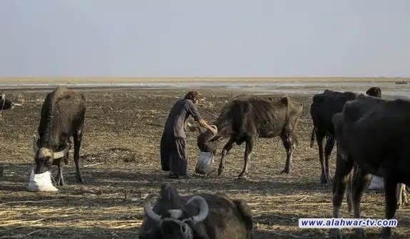 برنامج طارئ في ذي قار لدعم مربي الثروة الحيوانية بالأعلاف