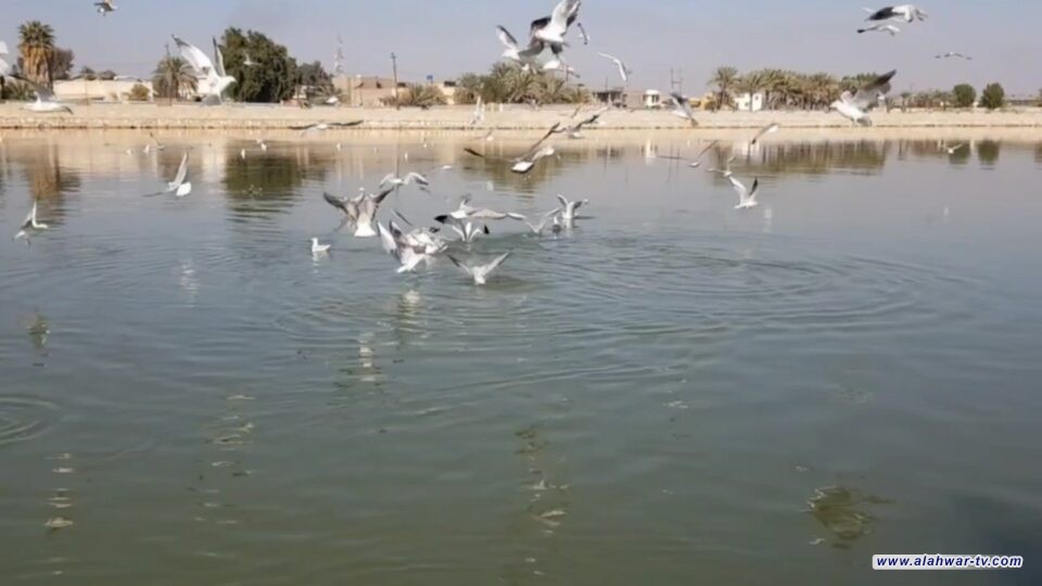 الهجرة العكسية للطيور تبدأ من أهوار ذي قار وسط قلة في الأنواع واختفاء بعضها