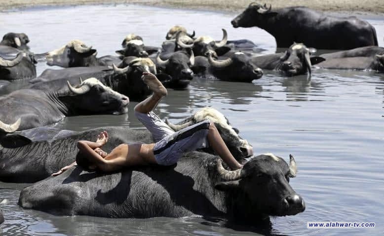 برنامج الأمم المتحدة الإنمائي يوثق أهمية المنتجات التقليدية لسكان اهوار الجنوب