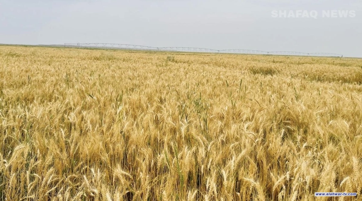 انطلاق حصاد الحنطة في العراق وسط أزمة وقود