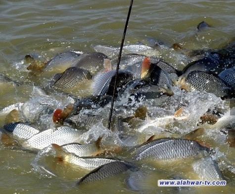الزراعة: إطلاق يرقات الكطان وإصبعيات البني ضمن خطة إكثار الثروة السمكية