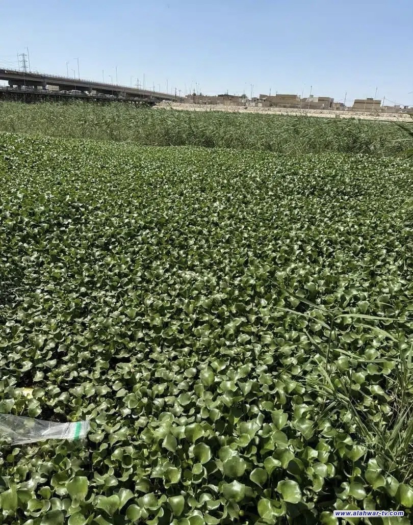 بيئة ذي قار ترصد انتشارا كثيفا لنبات زهرة النيل في نهر الفرات وتطالب بإجراءات عاجلة