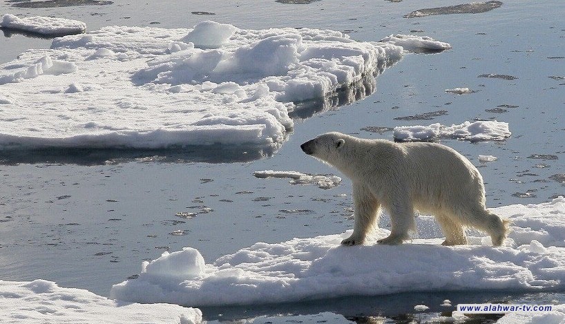 القطب الشمالي يفقد أسبوعا من شتائه كل عقد زمني