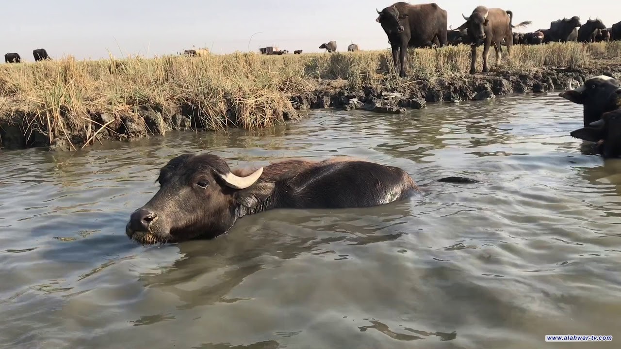 بسبب "جاموس".. اندلاع نزاع عشائري عنيف جنوبي العراق