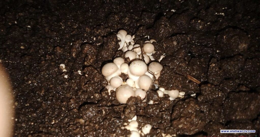 فلاح من الشطرة ينجح في إنتاج فطر صالح للأكل بعد تدريب متخصص